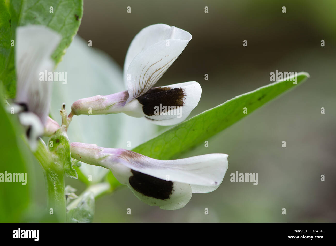 Broad bean (Vicia faba) flowers. Flowers on the ancient vegetable also known as fava, faba, field or bell bean Stock Photo