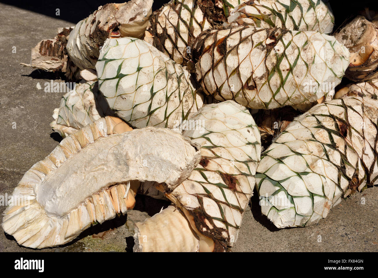 Pile of blue Agave hearts at Baston del Rey Tequila factory Jalisco Mexico Stock Photo
