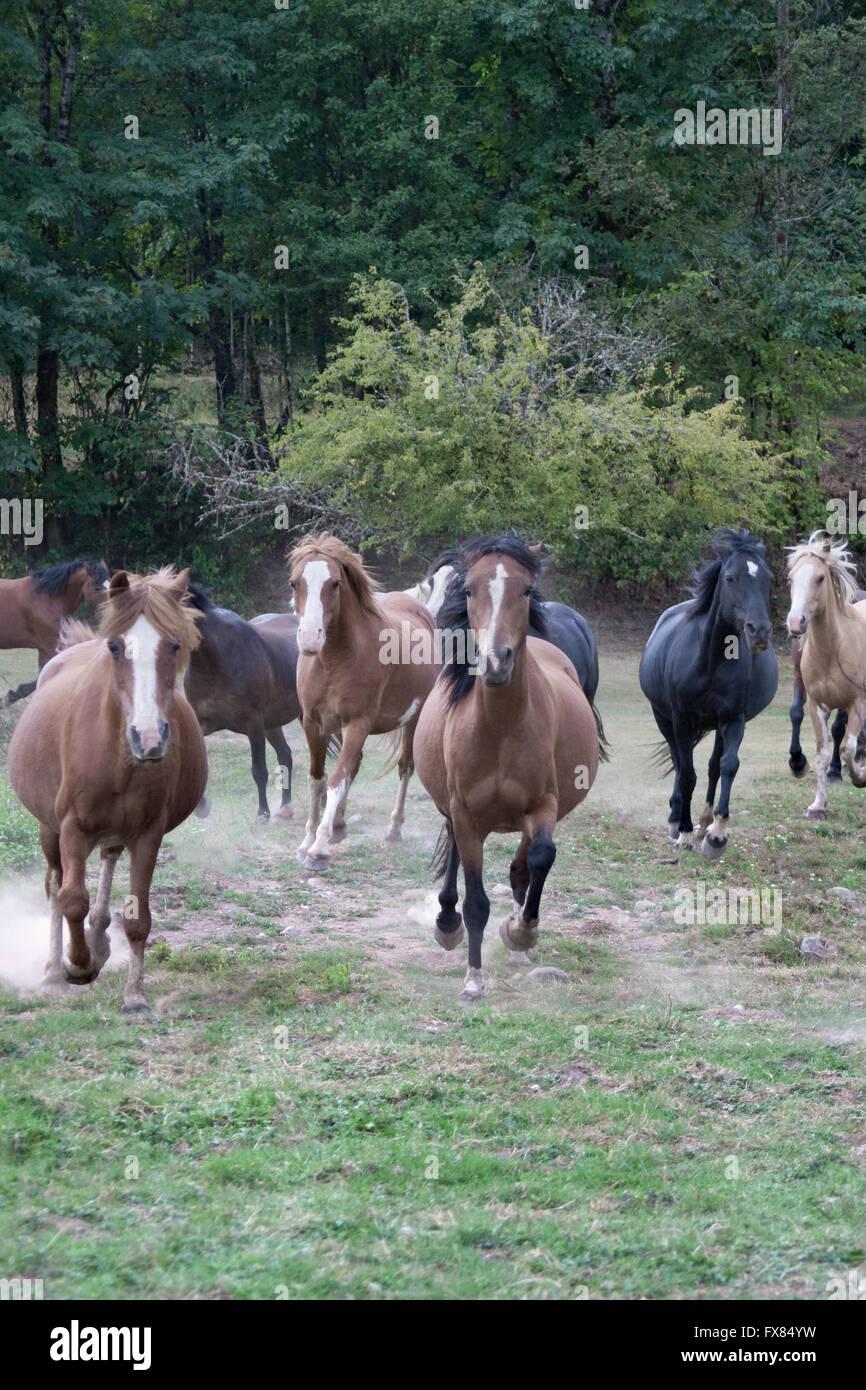 Welsh ponies run in field Stock Photo