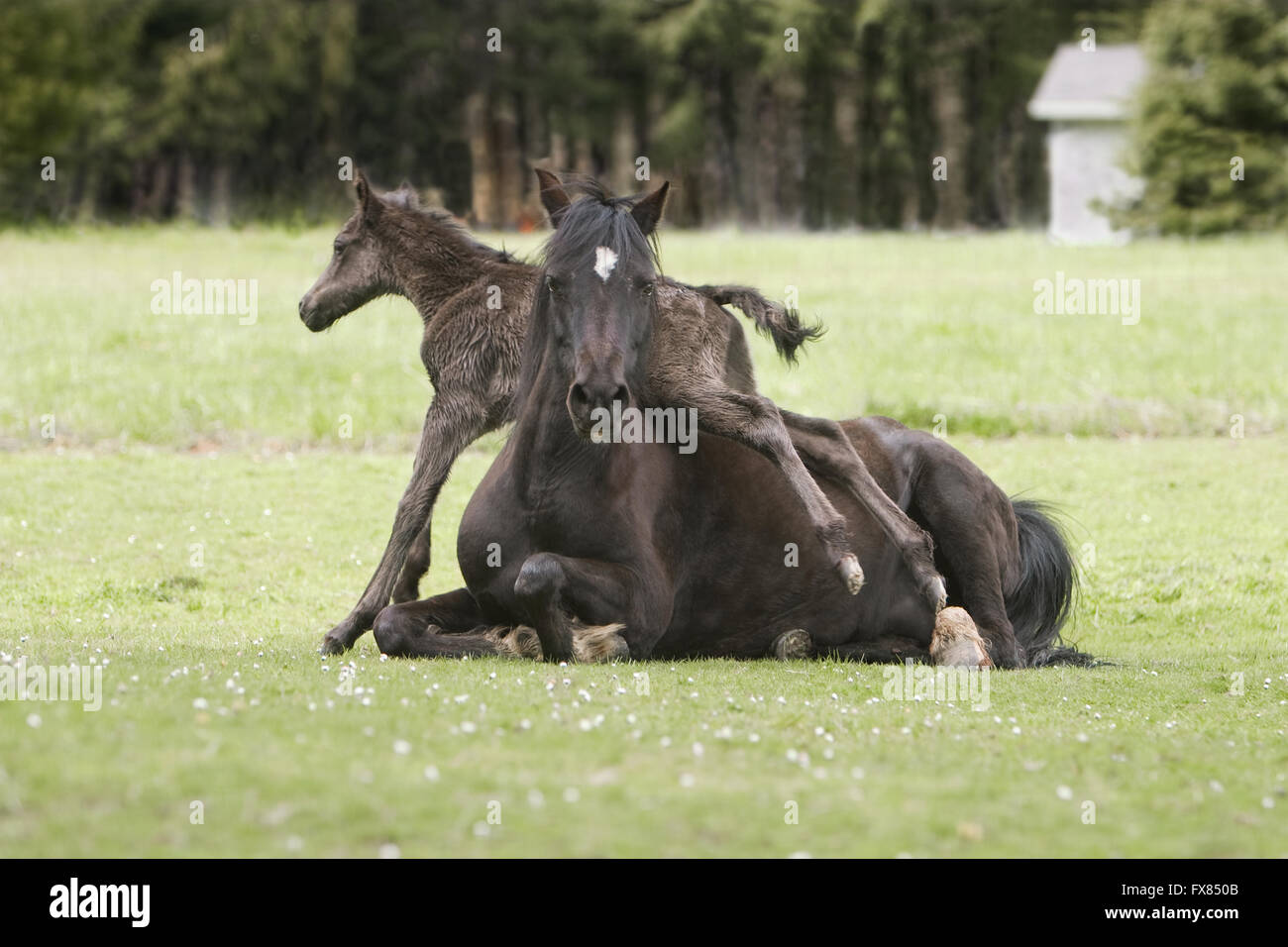 Animal horse pony mother and colt baby foal kid playing in a pasture field of Spring flowers in Portland Oregon Stock Photo - Alamy Animal horse pony mother and colt baby foal kid playing in a pasture field of Spring flowers in Portland Oregon Stock Photo - Alamy