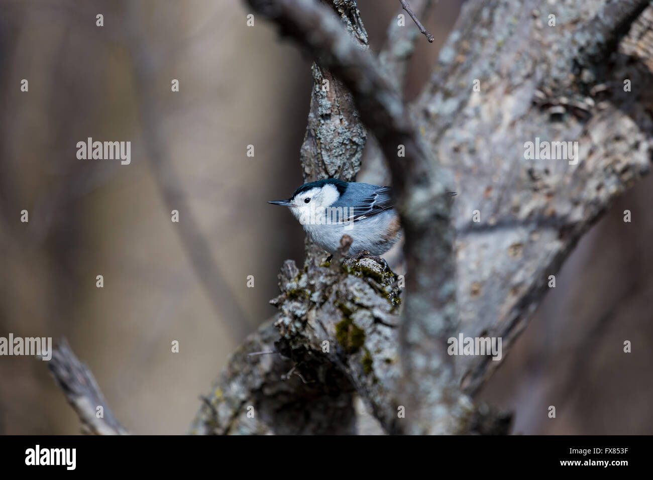 The whitebreasted nuthatch is a small songbird Stock Photo Alamy