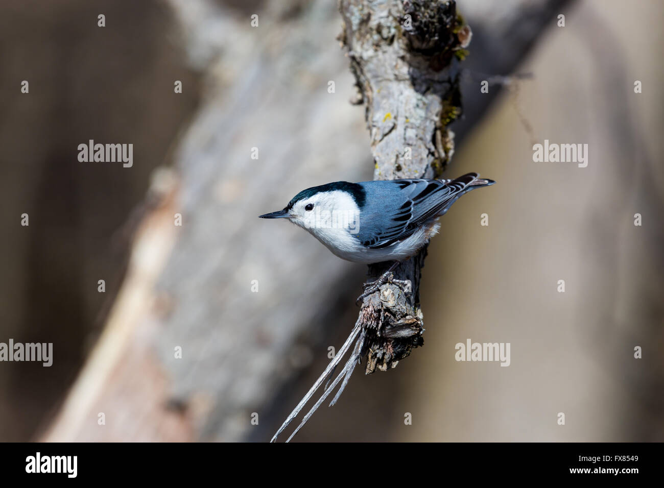 The whitebreasted nuthatch is a small songbird Stock Photo Alamy
