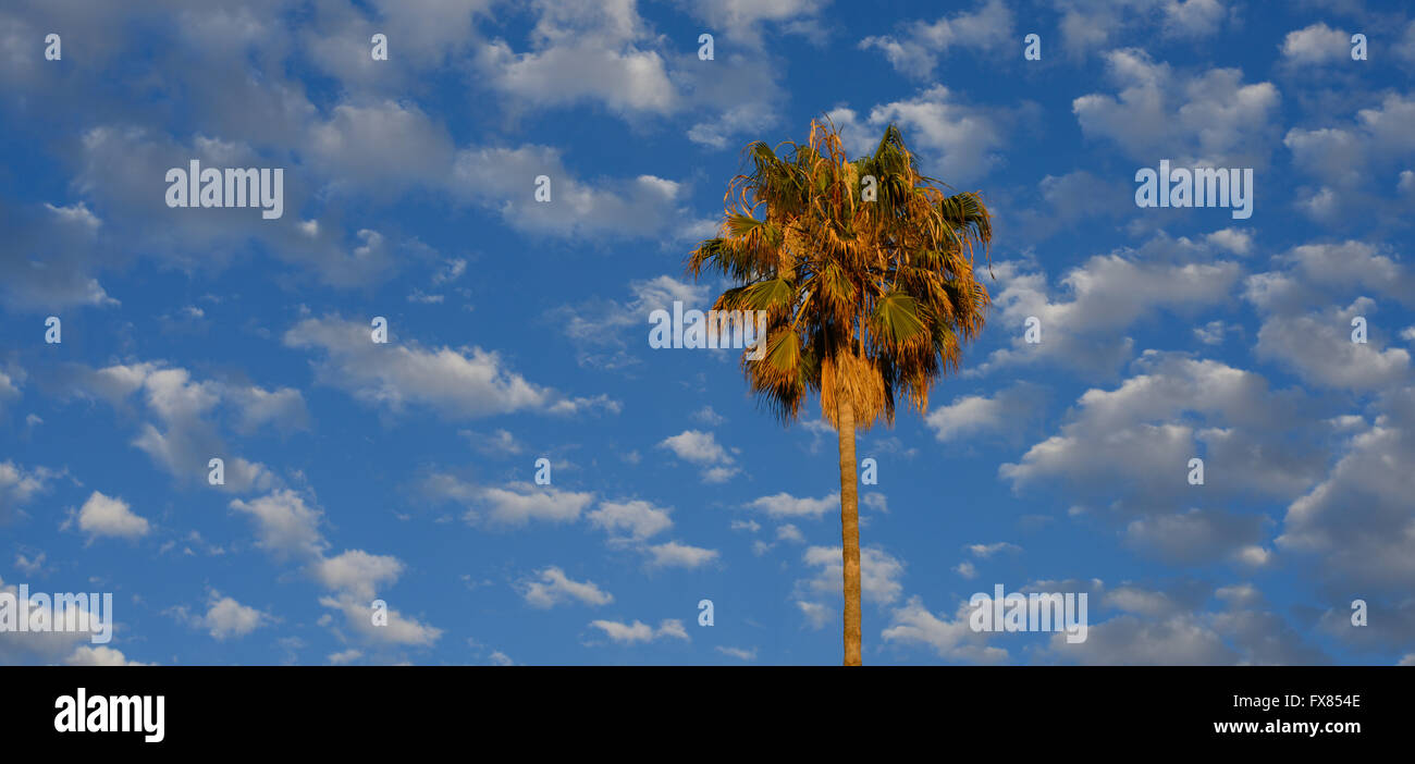 Palm tree and clouds, San Jose CA (panorama) Stock Photo