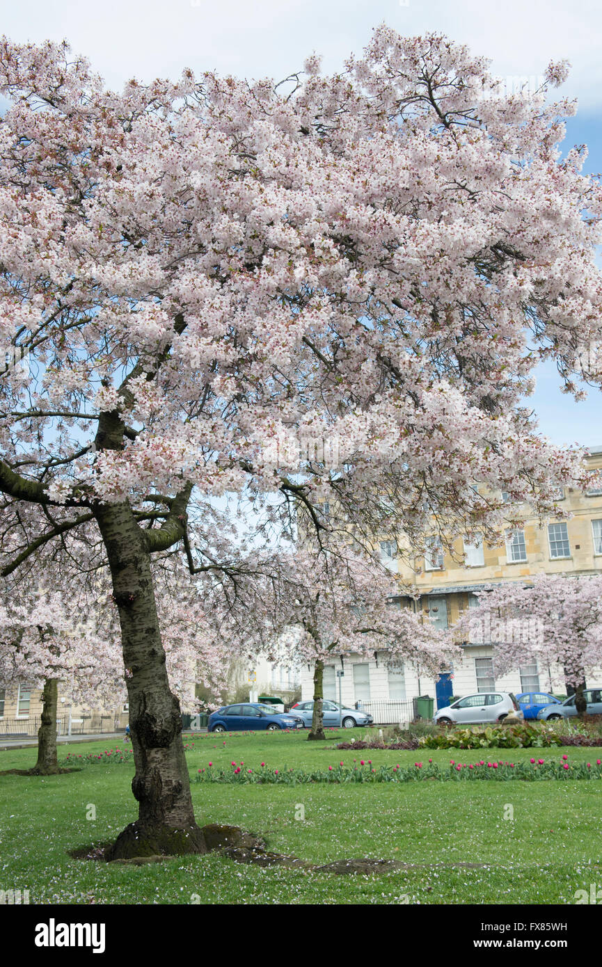Prunus. Cherry trees in blossom at Berkeley Square. Cheltenham ...