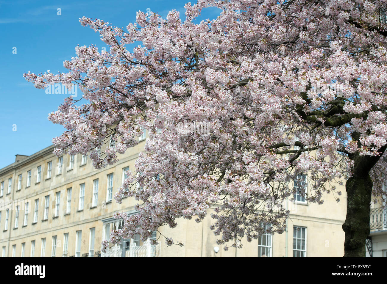 Prunus. Cherry trees in blossom at Berkeley Square. Cheltenham, Gloucestershire, England Stock Photo