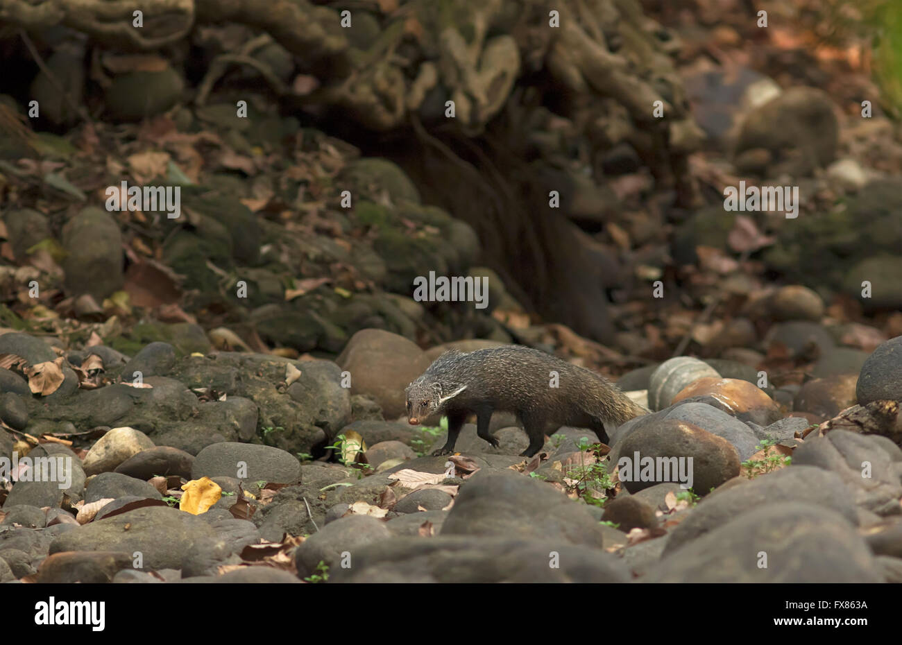 Crab eating mongoose in a forest stream of West Bengal, India Stock