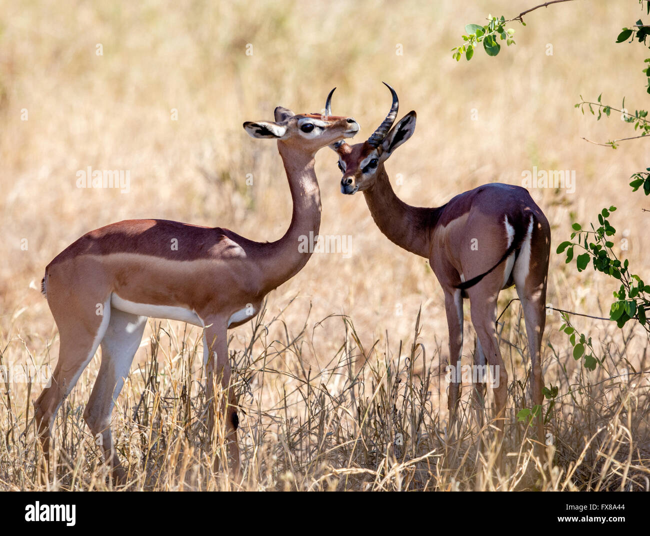 Gerenuk Antelope Hi res Stock Photography And Images Alamy