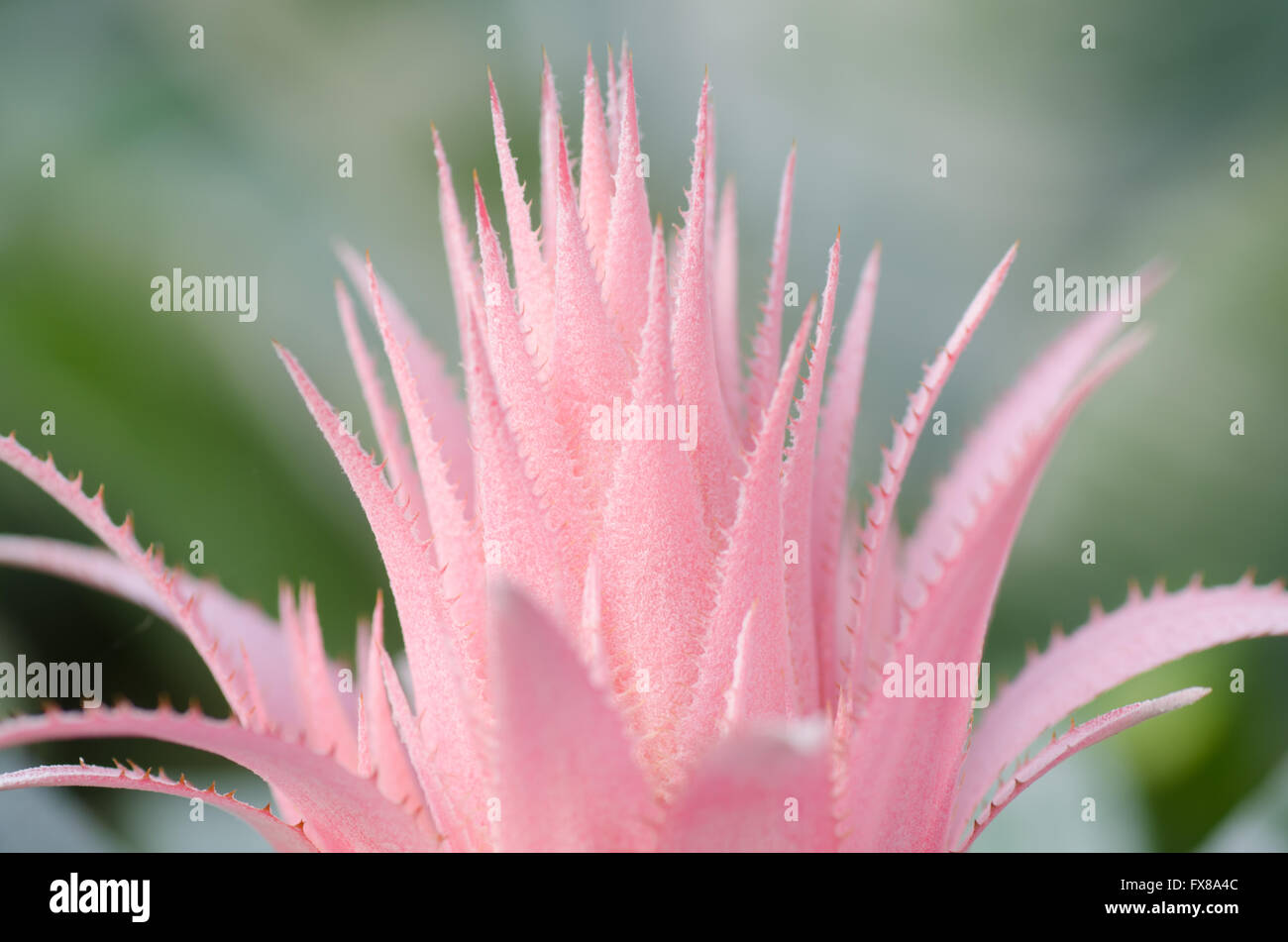 Details of Aechmea fasciata flower Stock Photo
