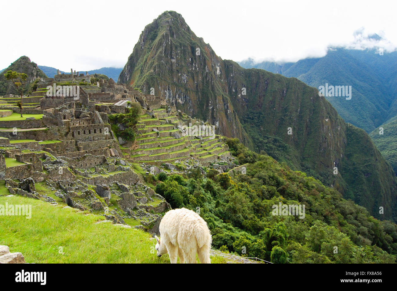 Machu Picchu - Peru Stock Photo - Alamy