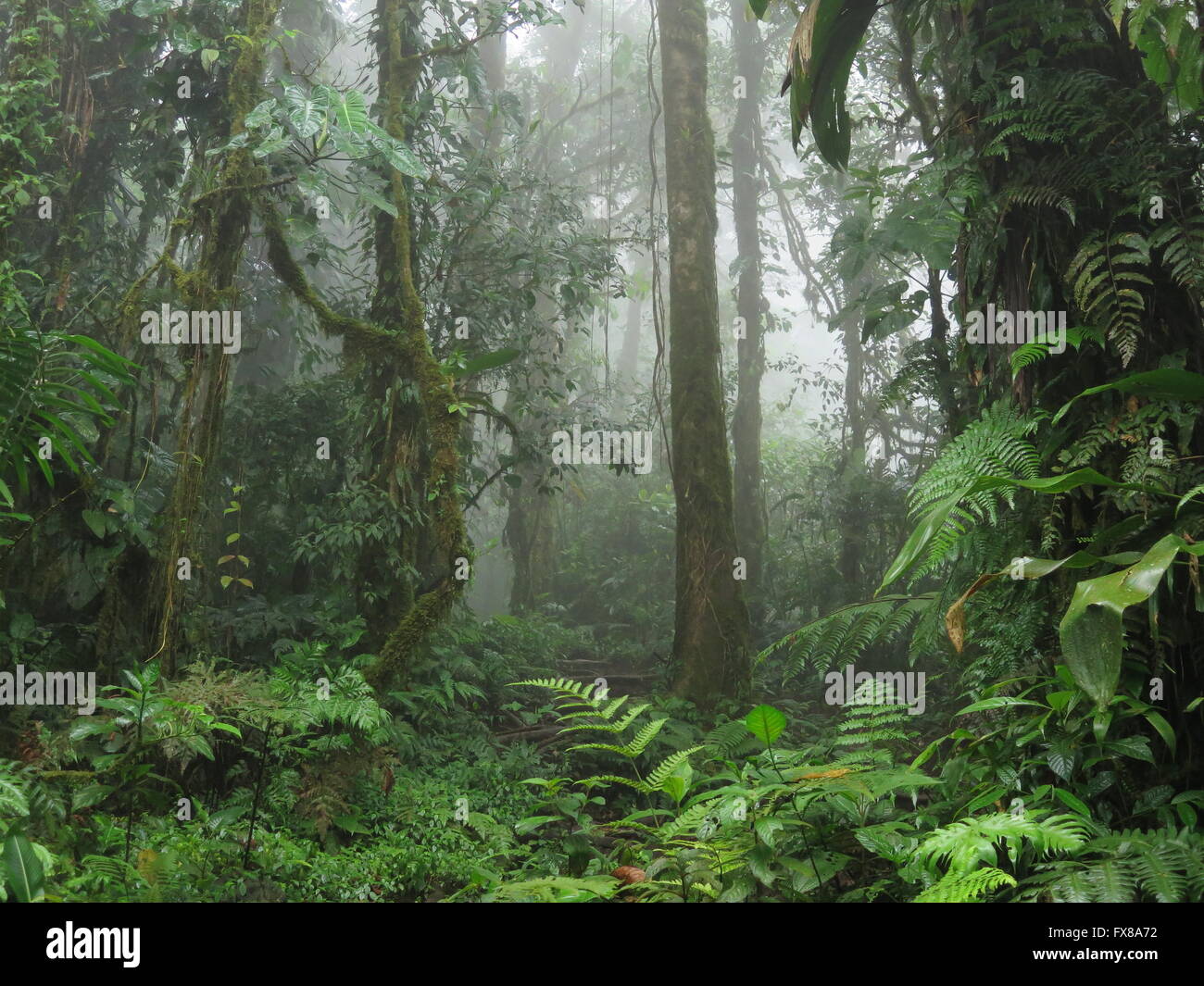 Untouched exotic jungle rainforest in mist, Costa Rica - stock photo Stock Photo