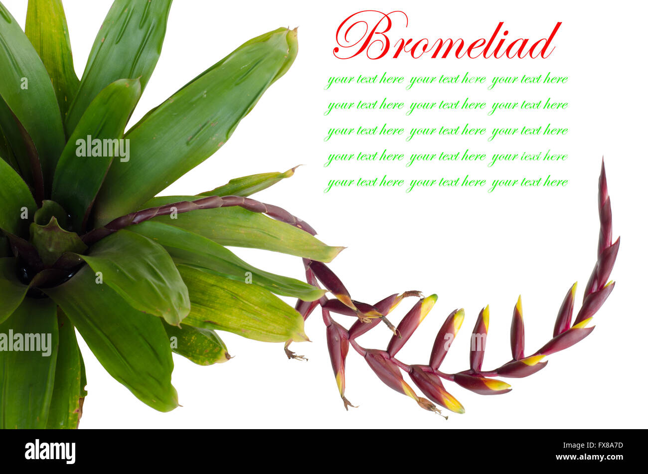 Bromeliad  isolated on white background Stock Photo
