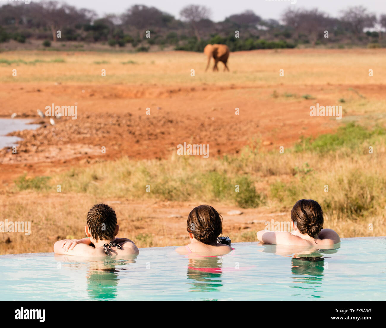 Three young women in the infinity pool of a Kenyan game lodge near Voi watch an elephant approaching the hotel's waterhole Stock Photo