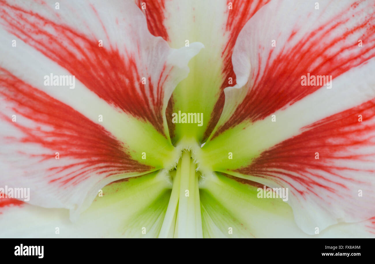 Gorgeous Hippeastrum flower Stock Photo