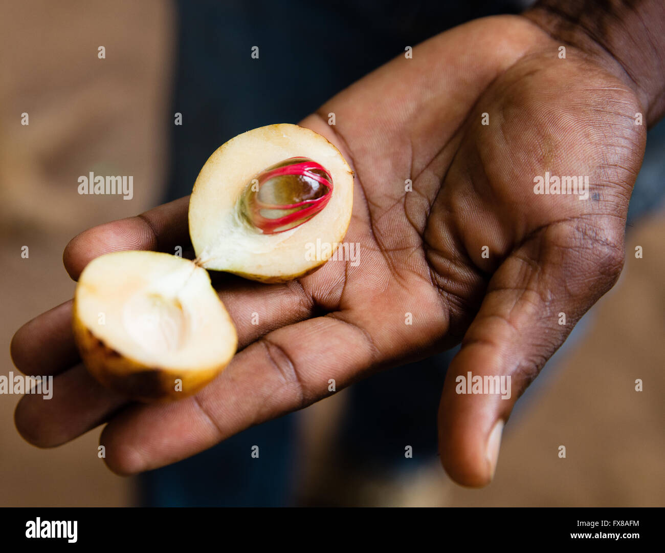 A man holding out a freshly picked and cut fruit and kernel of nutmeg with red mace visible around the nut - Zanzibar Africa Stock Photo