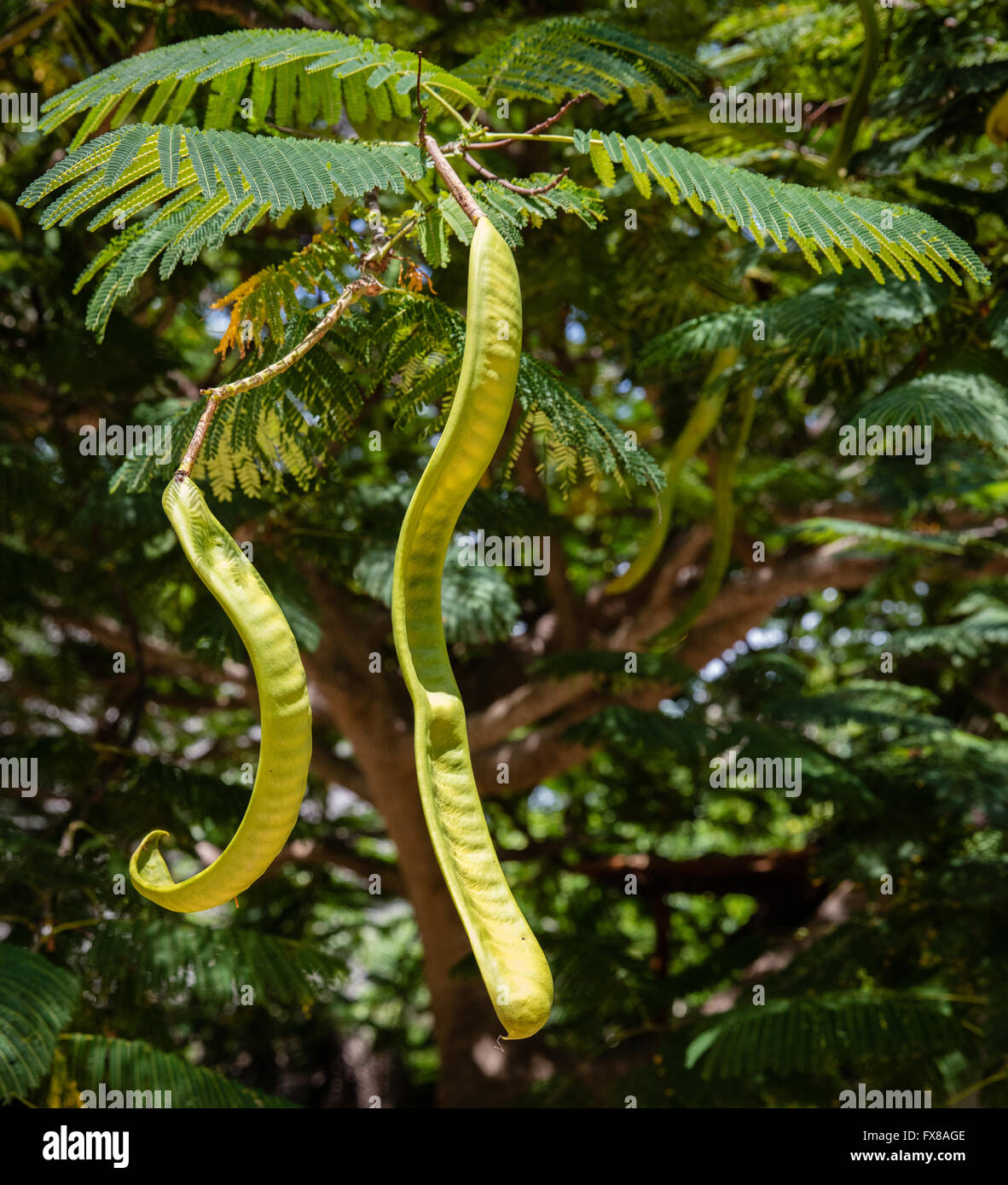 Seed pods and fern like leaves of the flame tree Celonix regia growing on the coast of Zanzibar in Tanzania East africa Stock Photo