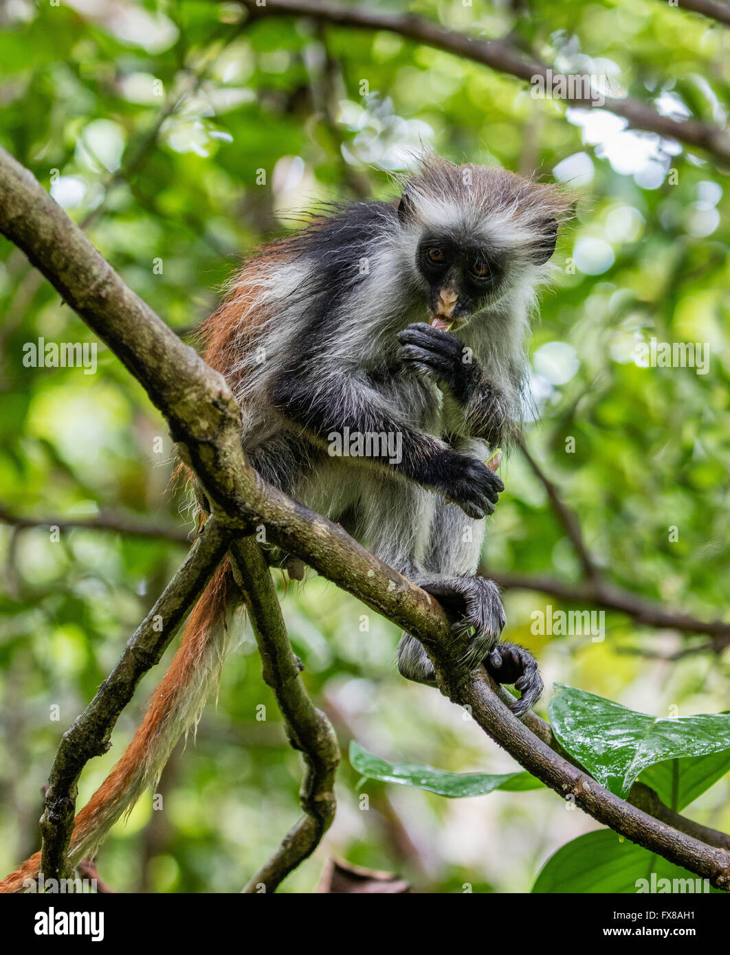 Red Colobus Monkey Colombus pennanti  an easily approached but rare primate in the Jozani Forest Reserve in Zanzibar East Africa Stock Photo