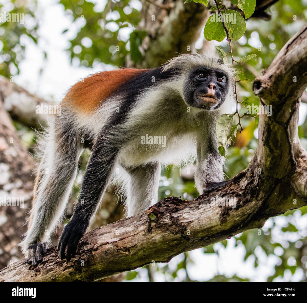 Male Red Colobus Monkey Colombus pennanti  a in the Jozani Forest Reserve in Zanzibar East Africa Stock Photo