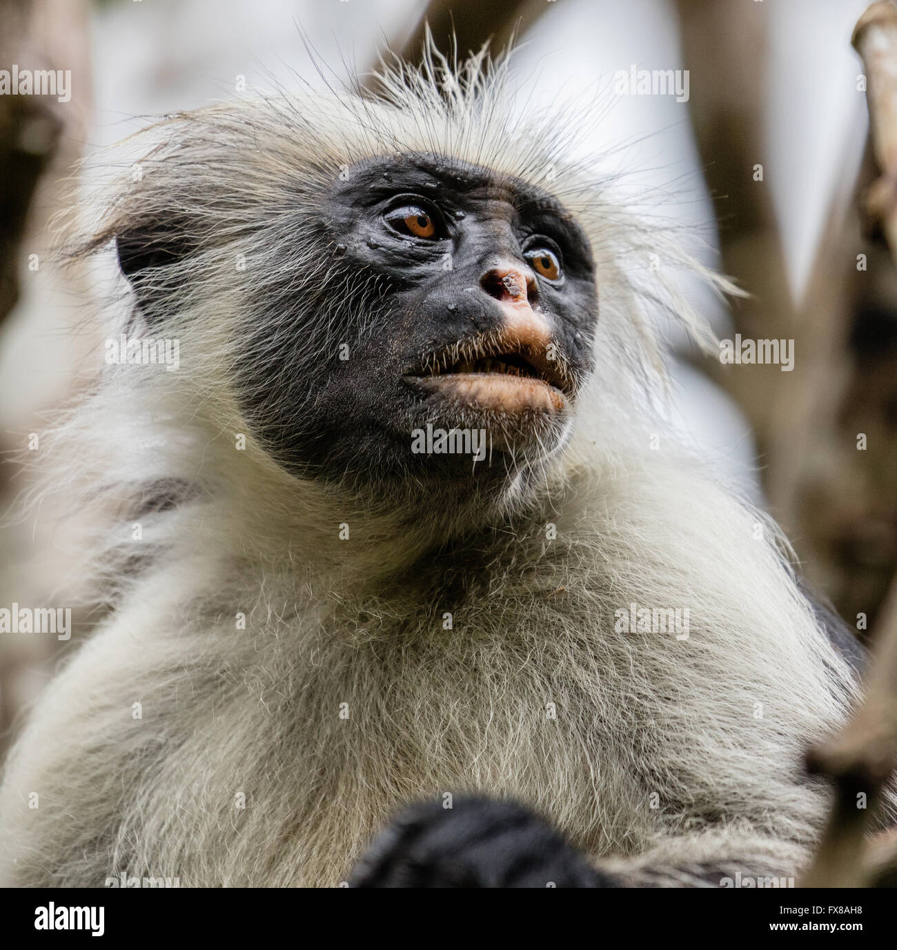 Red Colobus Monkey Colombus pennanti  an easily approached but rare primate in the Jozani Forest Reserve in Zanzibar East Africa Stock Photo