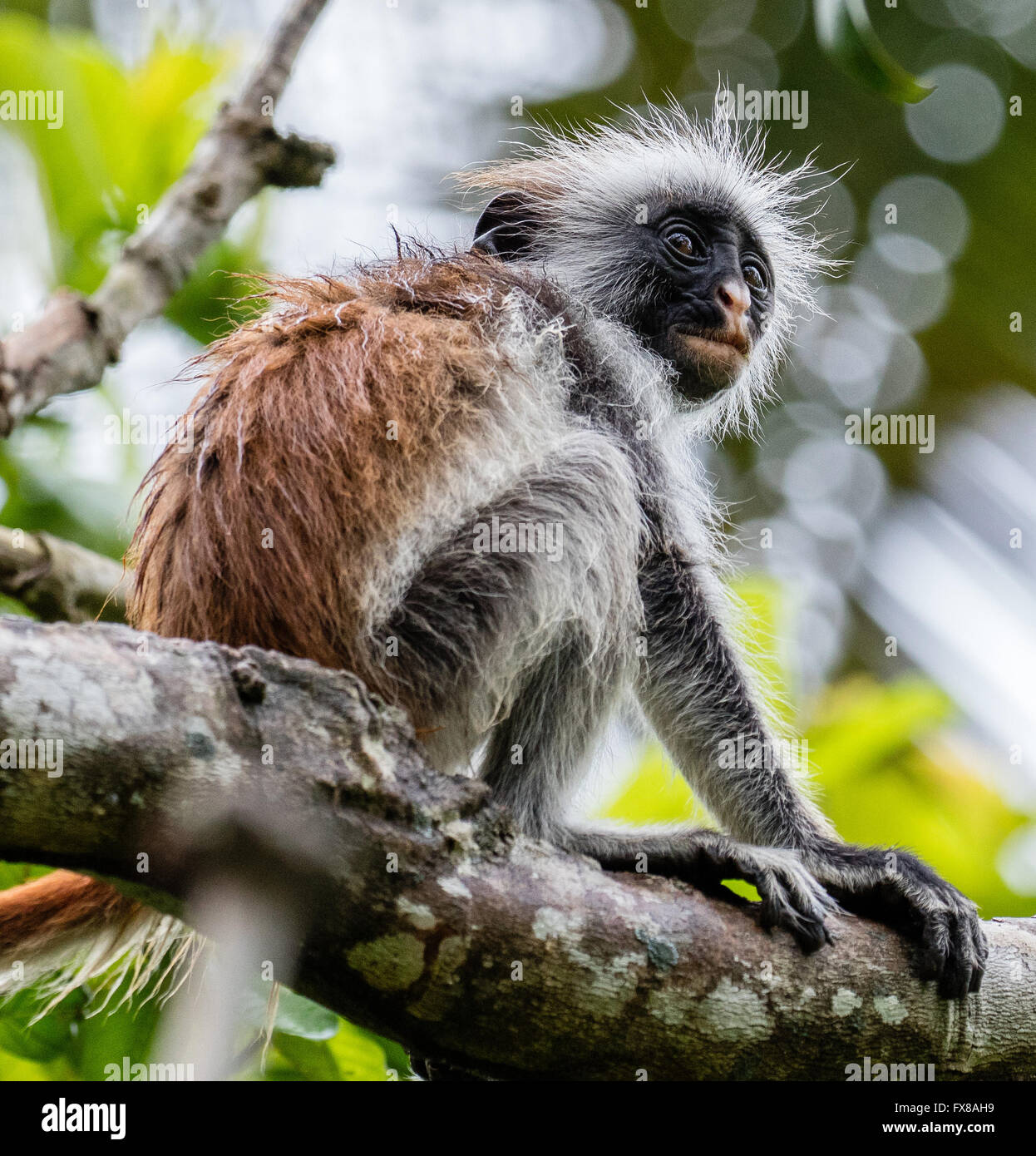 Red Colobus Monkey Colombus pennanti  an easily approached but rare primate in the Jozani Forest Reserve in Zanzibar East Africa Stock Photo