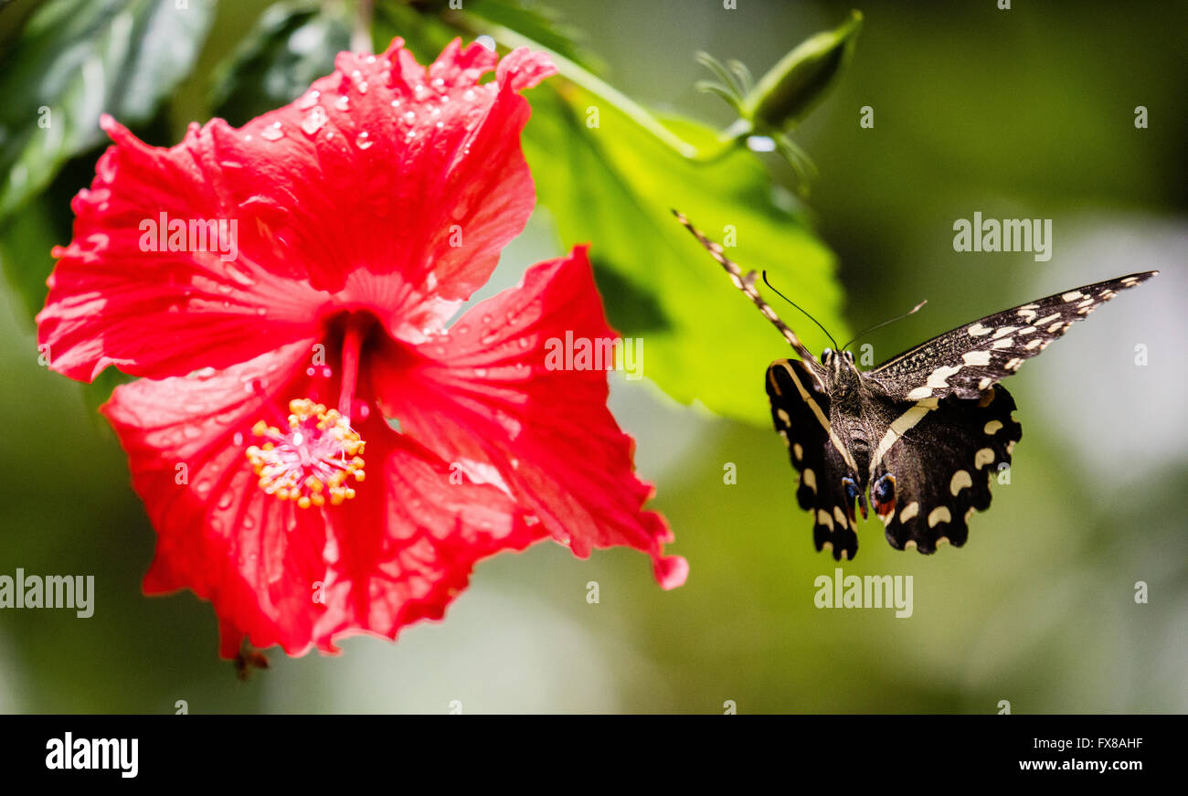 Citrus Swallowtail butterfly Papilio demodocus flying close to a red hibiscus flower - Zanzibar Butterfly Centre Jozani Forest Stock Photo