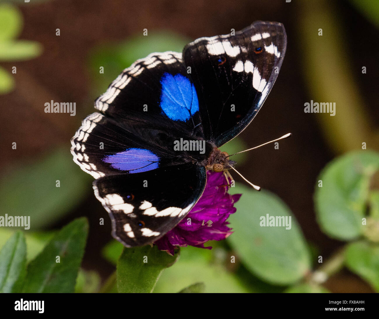 Zanzibar butterfly centre hires stock photography and images Alamy