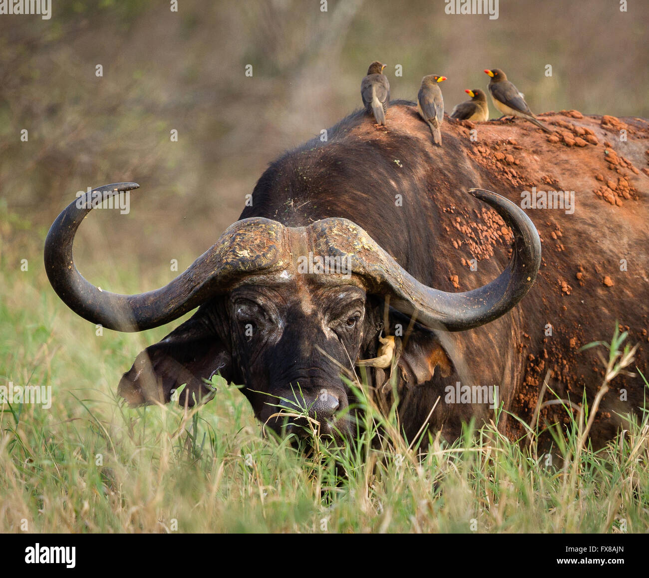 Battered old bull buffalo with attendant cleaning squad of Oxpecker birds one removing ticks from his ear - Tsavo East Kenya Stock Photo