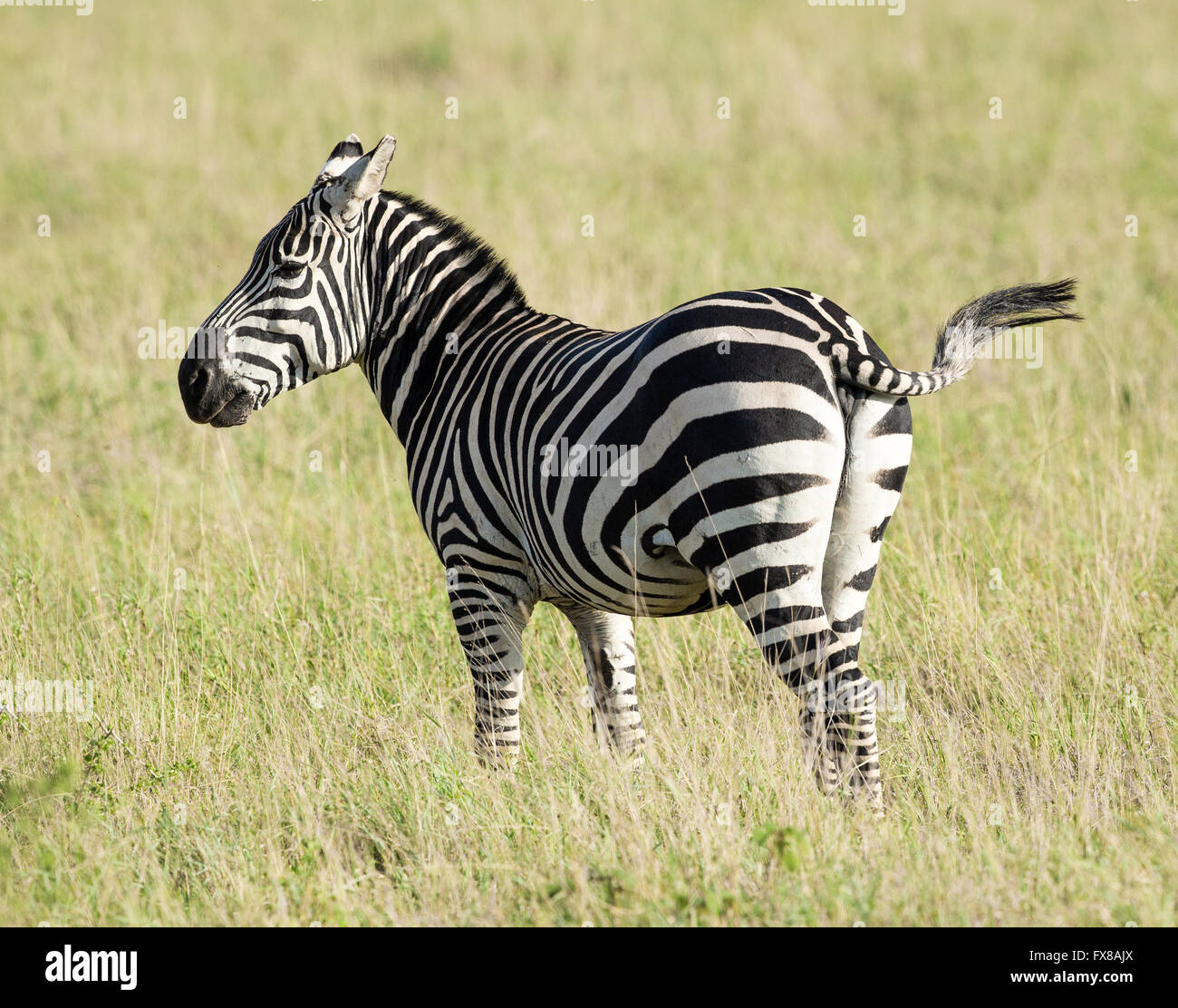 Grant's Zebra Equus quagga boehmi in savanna grasslands of Tsavo ...