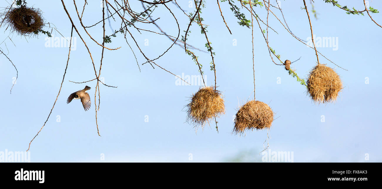 Weaver birds - one in flight - and nests hanging from the branches of an acacia tree in the Tsavo East National Park in Kenya Stock Photo