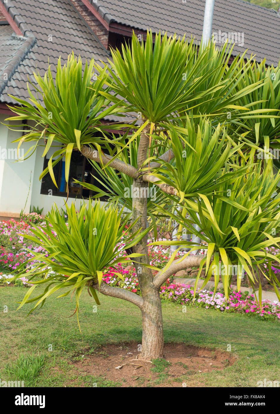 Dracaena loureiri tree (Ornamental garden plant) Stock Photo