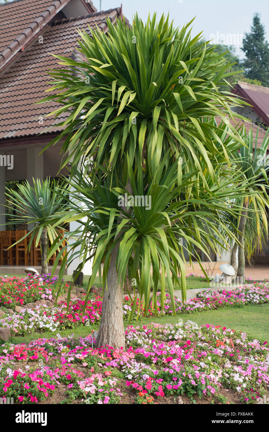 Dracaena loureiri tree (Ornamental garden plant) Stock Photo