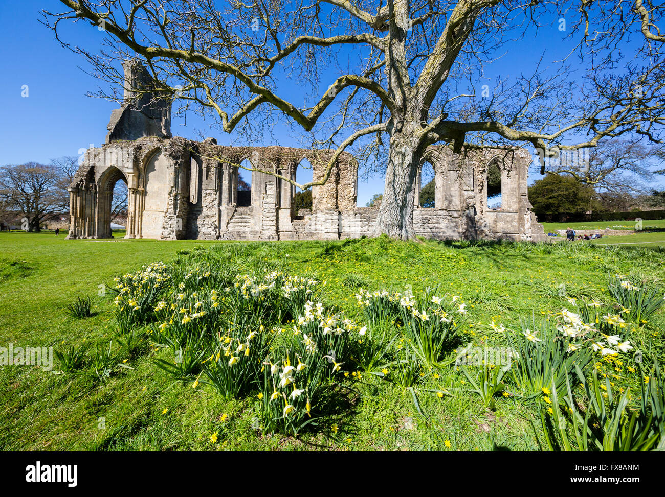 Glastonbury Abbey with spring flowering daffodils Somerset UK Stock Photo
