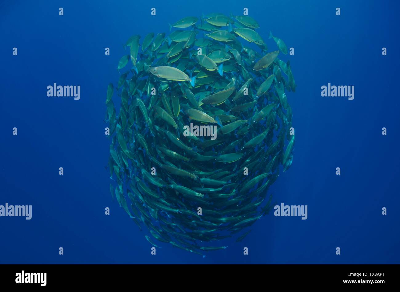 Bait ball hires stock photography and images Alamy