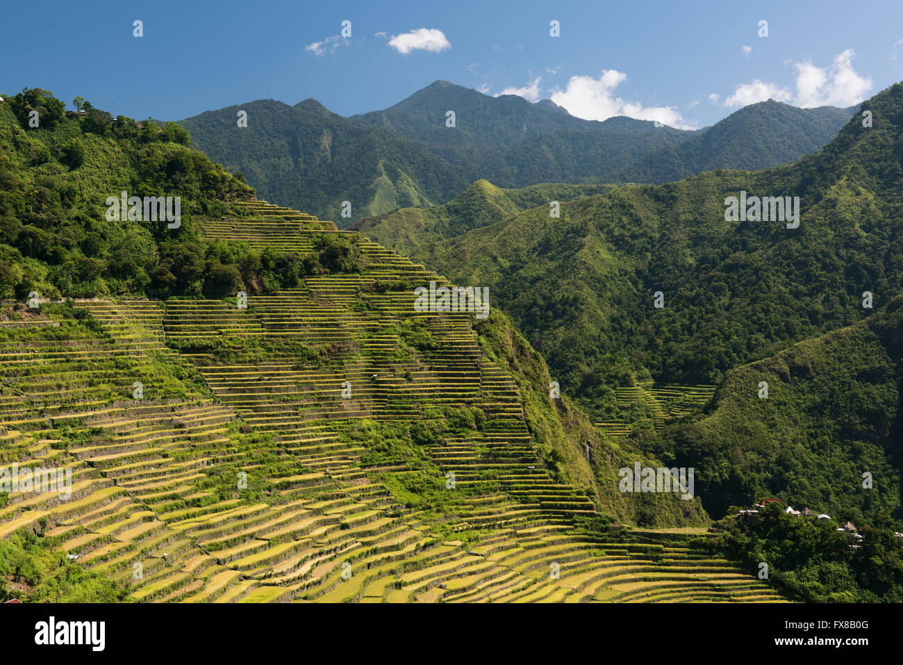 Batad rice terraces in Ifugao, Philippines. Stock Photo