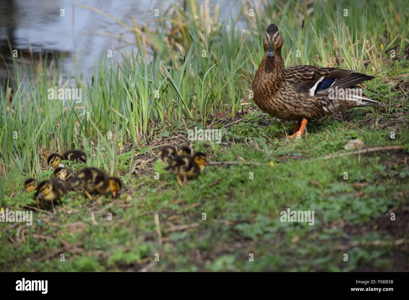 Mother Duck with her babies Stock Photo Alamy