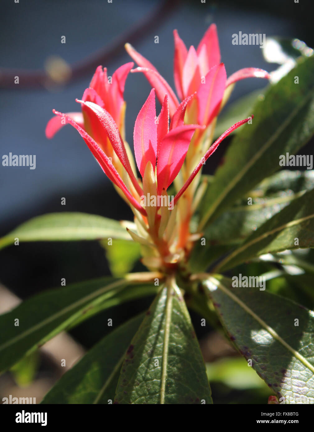 Fresh new spring growth of Pieris japonica, also known as Flame of the Forest or Lilly of the Valley plant. Stock Photo