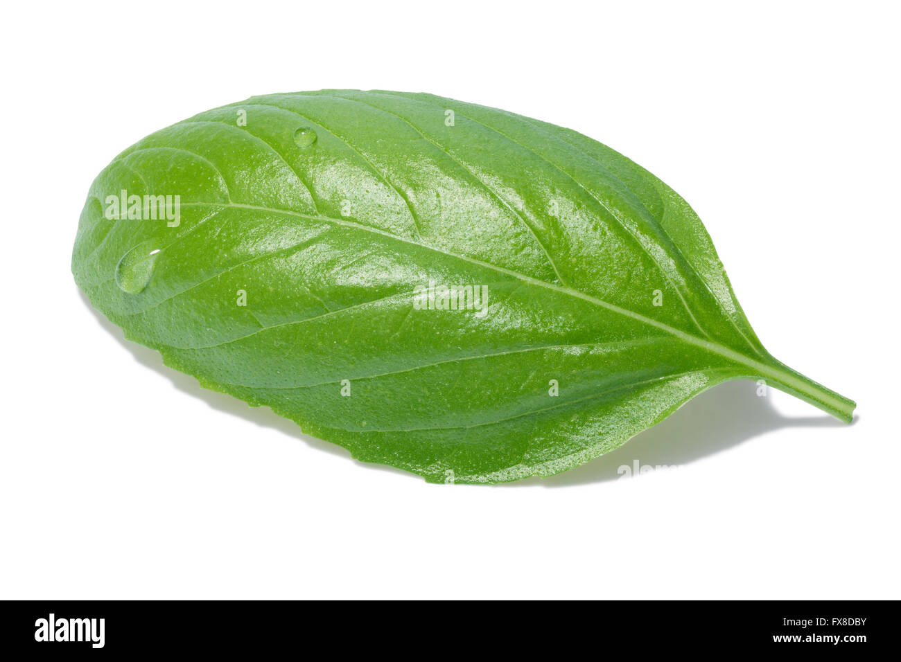 Single sweet basil leaf, Genovese cultivar. Separate clipping paths for both leaf and shadow, infinite depth of field Stock Photo