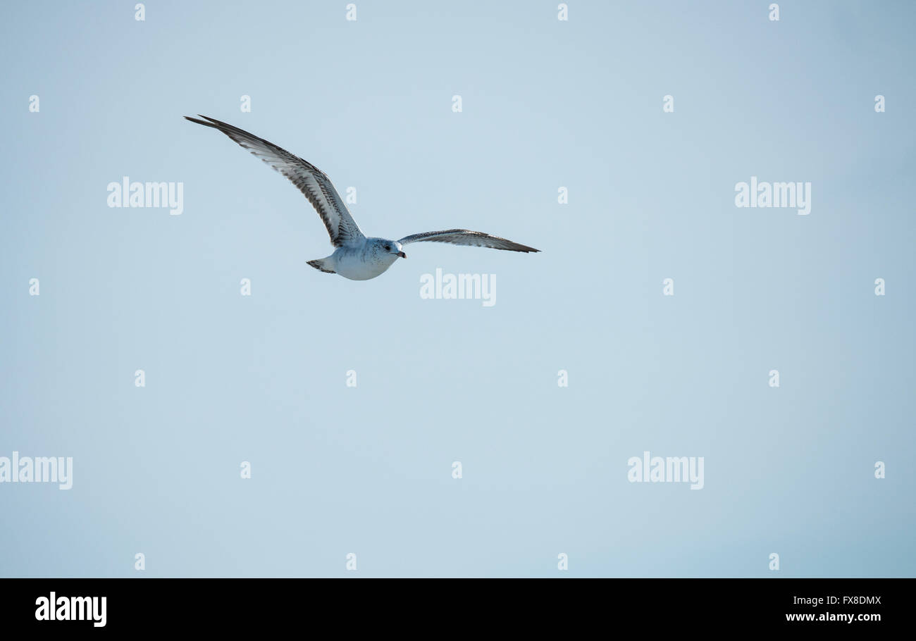Immature Ring-Billed Gull Stock Photo