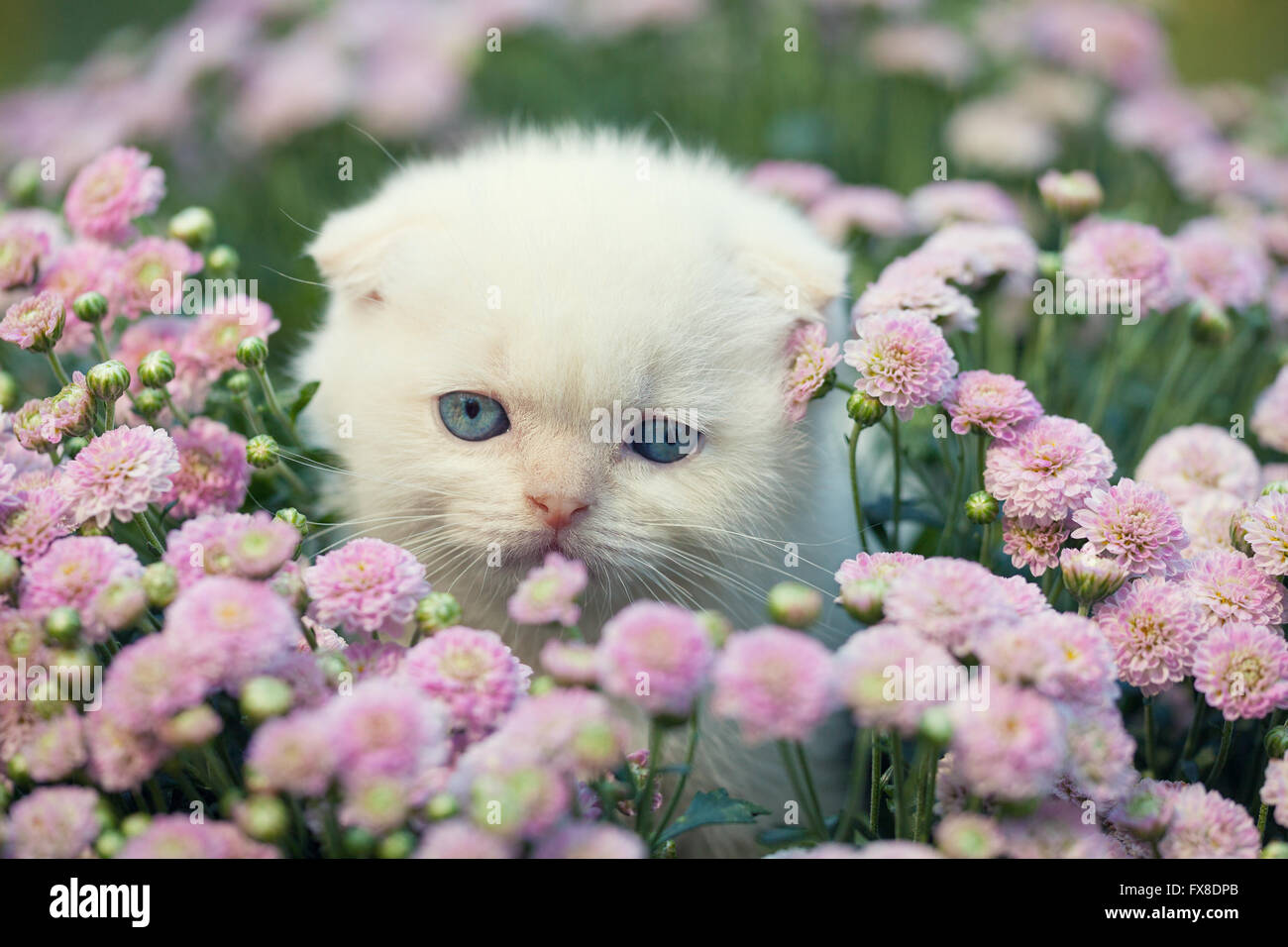 Cute little kitten hiding in flowers on the lawn Stock Photo - Alamy
