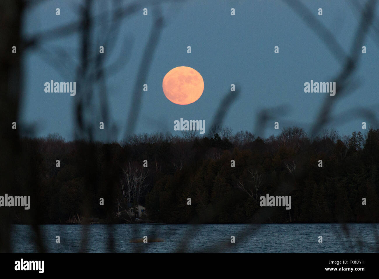 A near full moon rises over the horizon in Erinsville, Ont., on Thursday Dec. 24, 2015. Stock Photo