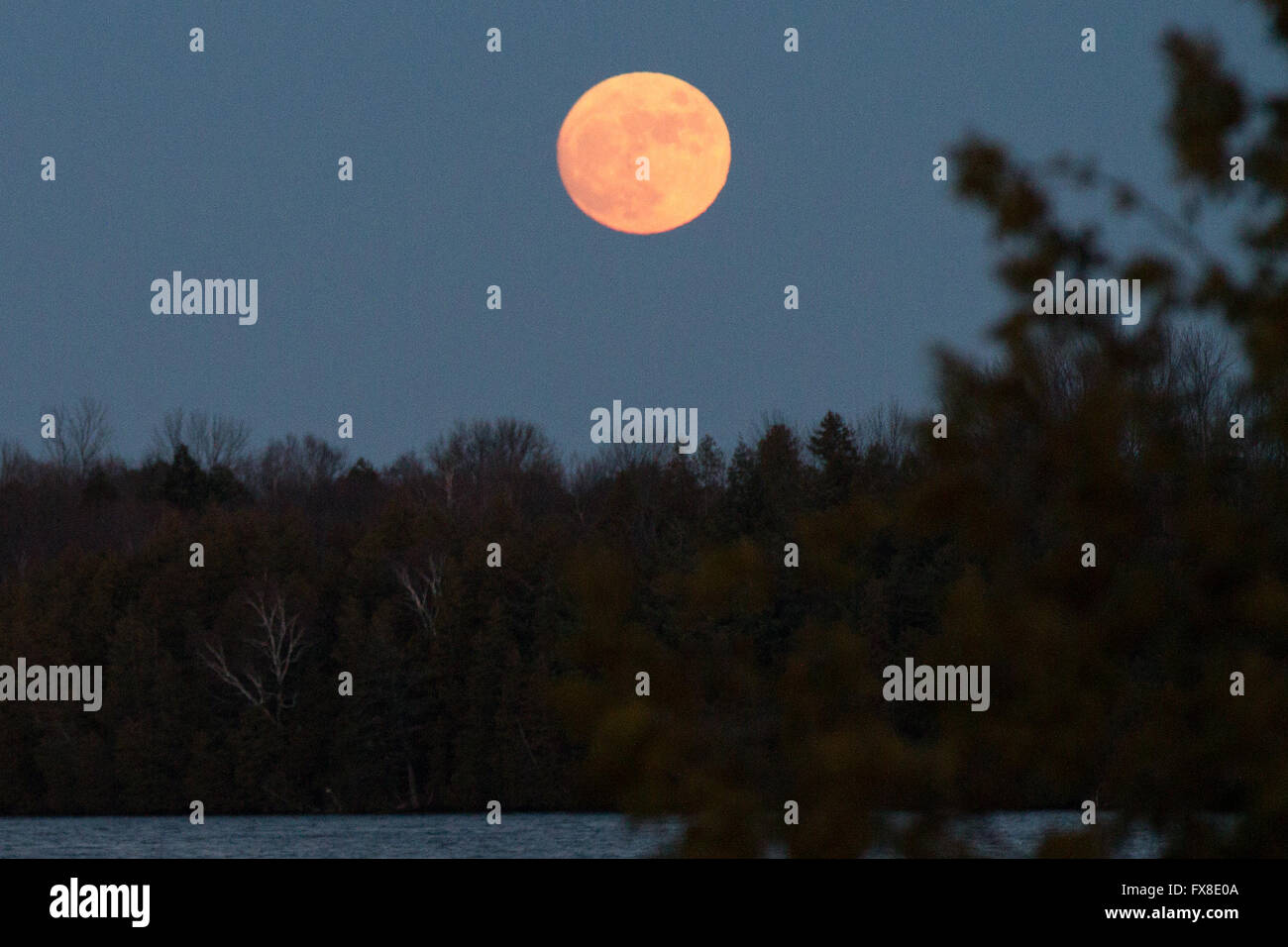 A near full moon rises over the horizon in Erinsville, Ont., on Thursday Dec. 24, 2015. Stock Photo
