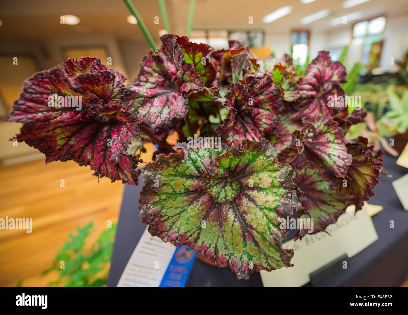 Spring garden festival in North Central Florida. A Rex begonia on display at the flower arrangement show area. Stock Photo