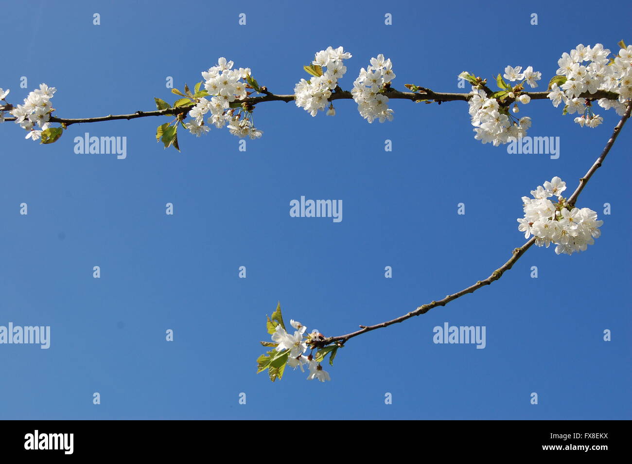 Cherry tree branch Stock Photo Alamy