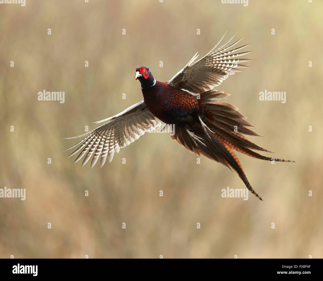 Pheasant in flight Stock Photo
