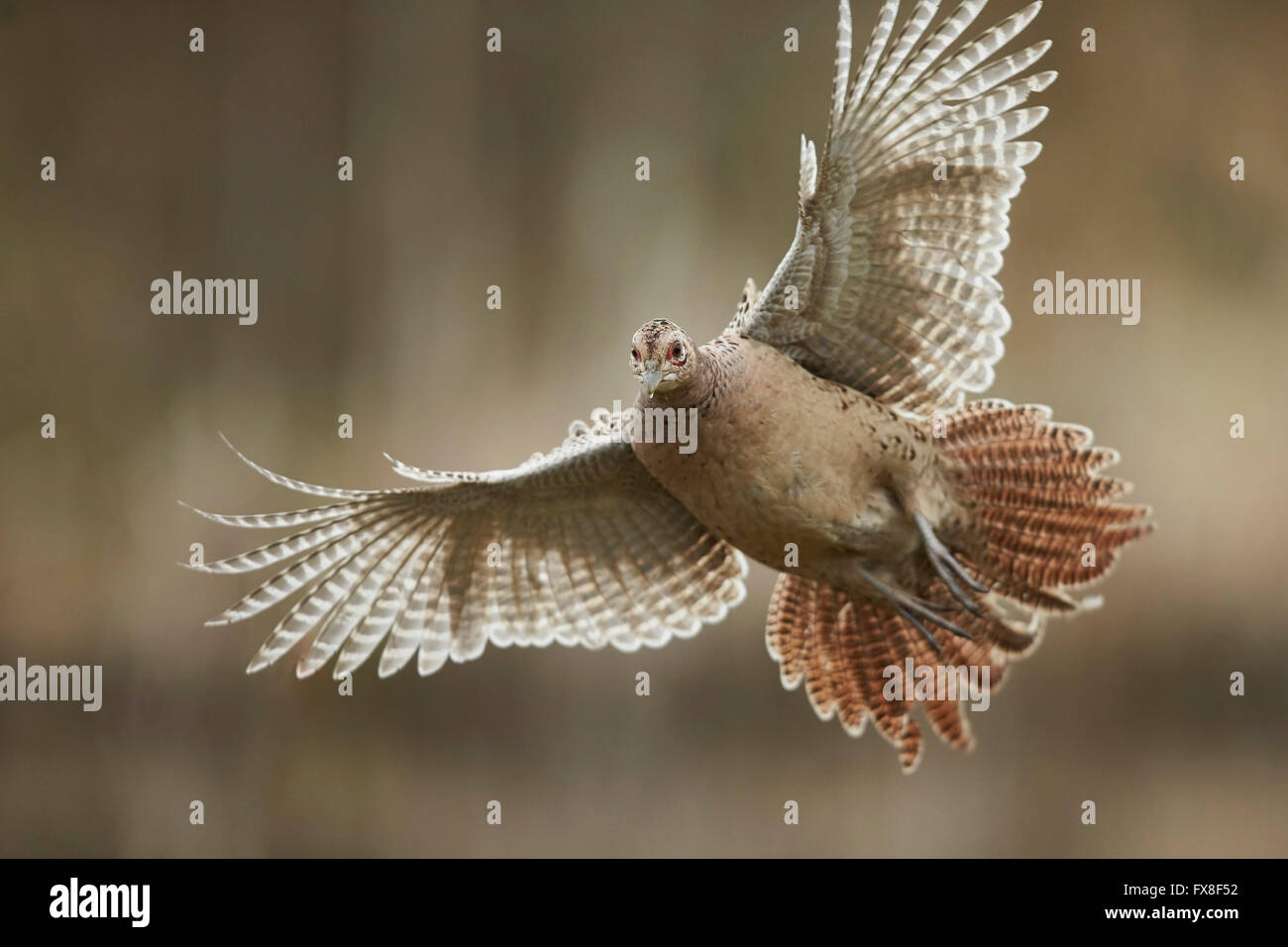 Pheasant in flight Stock Photo