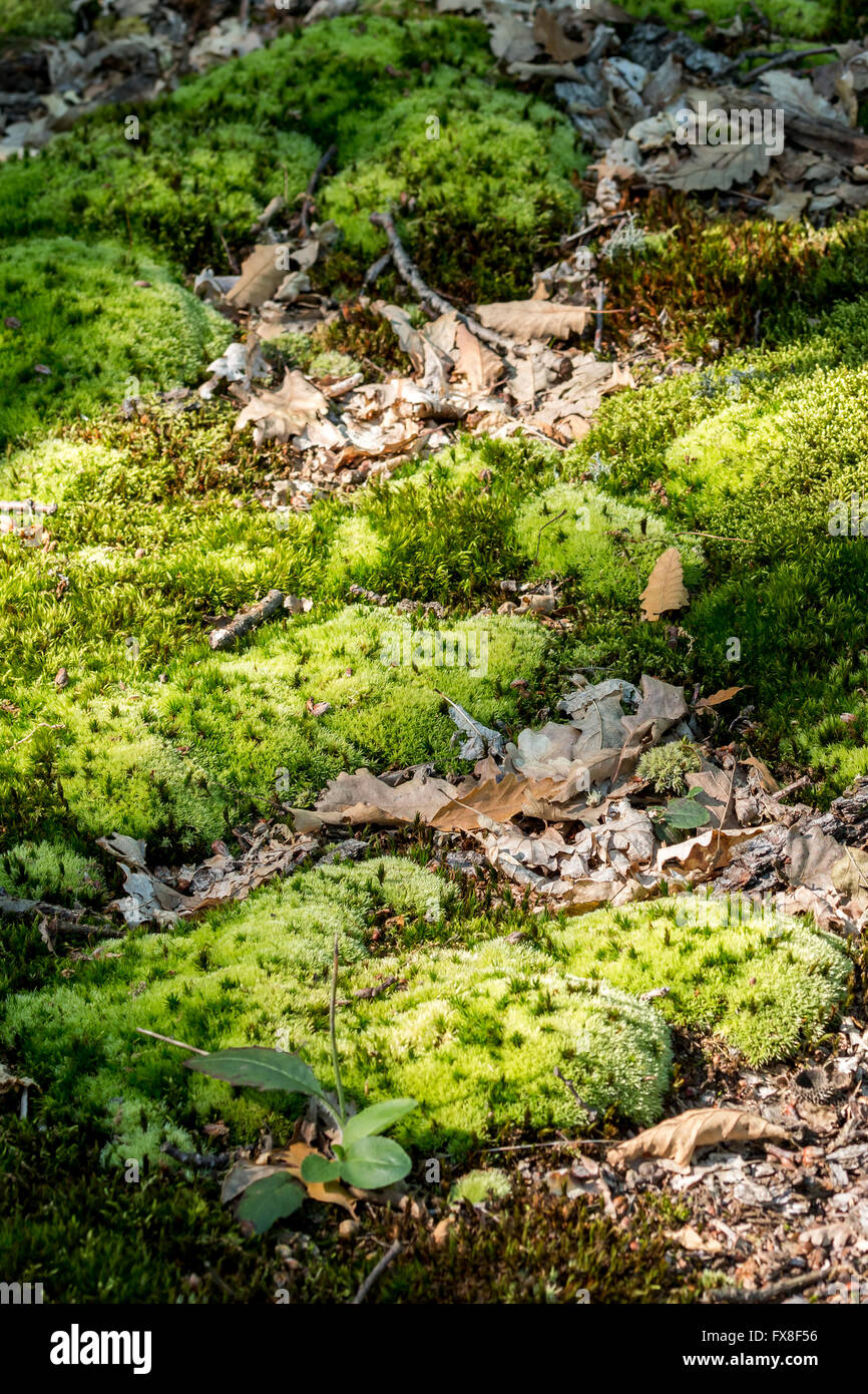 Green moss in the forest Stock Photo