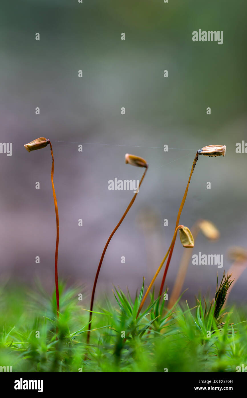 Close up of beautiful moss,Heath Pearlwort (Sagina subulata) Stock Photo