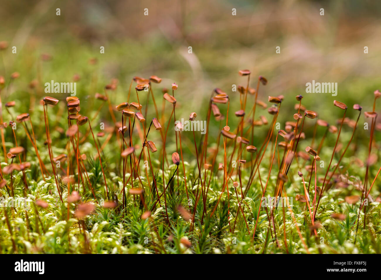 Close up of beautiful moss,Heath Pearlwort (Sagina subulata) Stock Photo