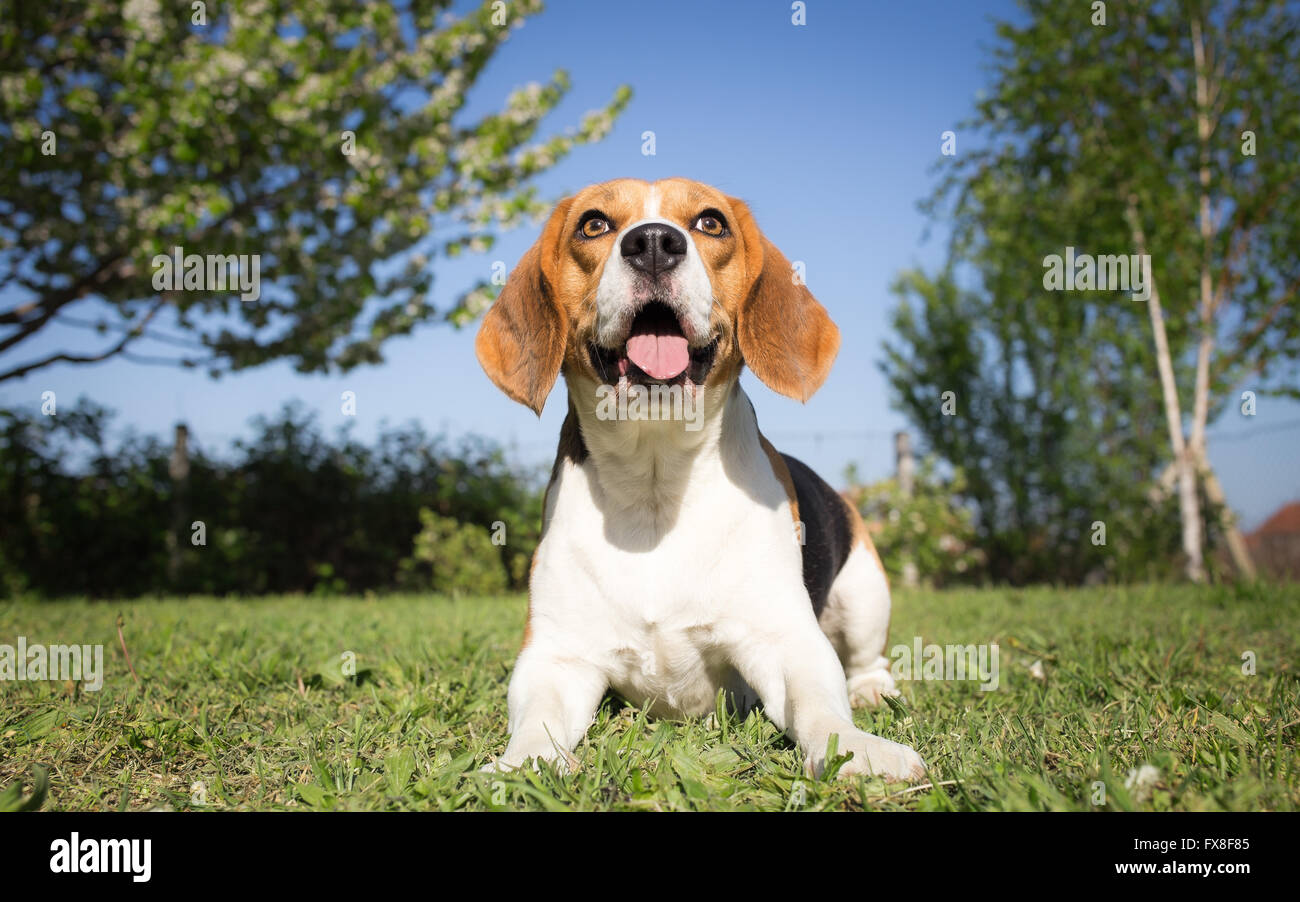 Obedient Beagle dog in training process Stock Photo - Alamy
