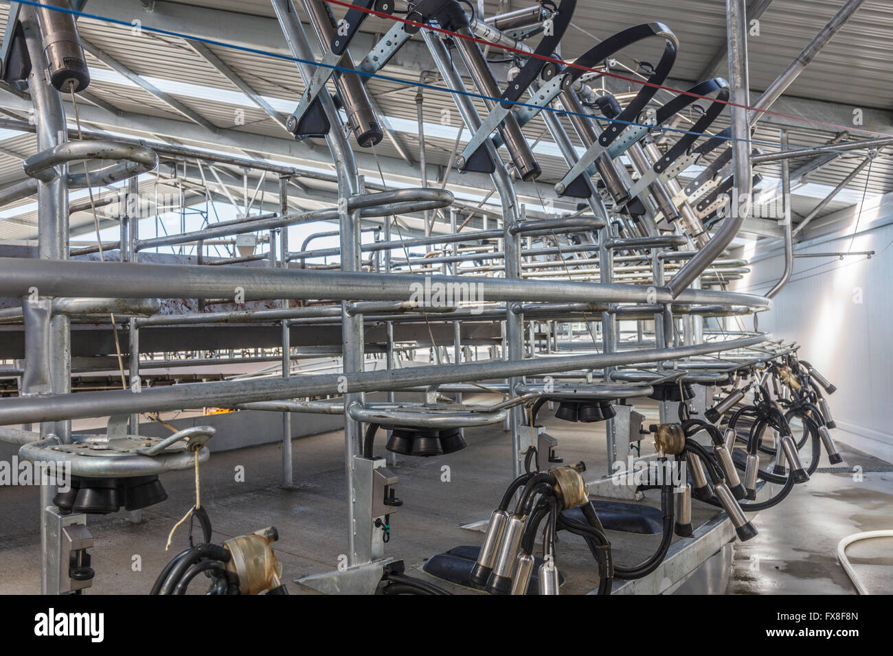 Milking cow stalls on rotary platform in dairy shed, Mid Canterbury,New Zealand Stock Photo