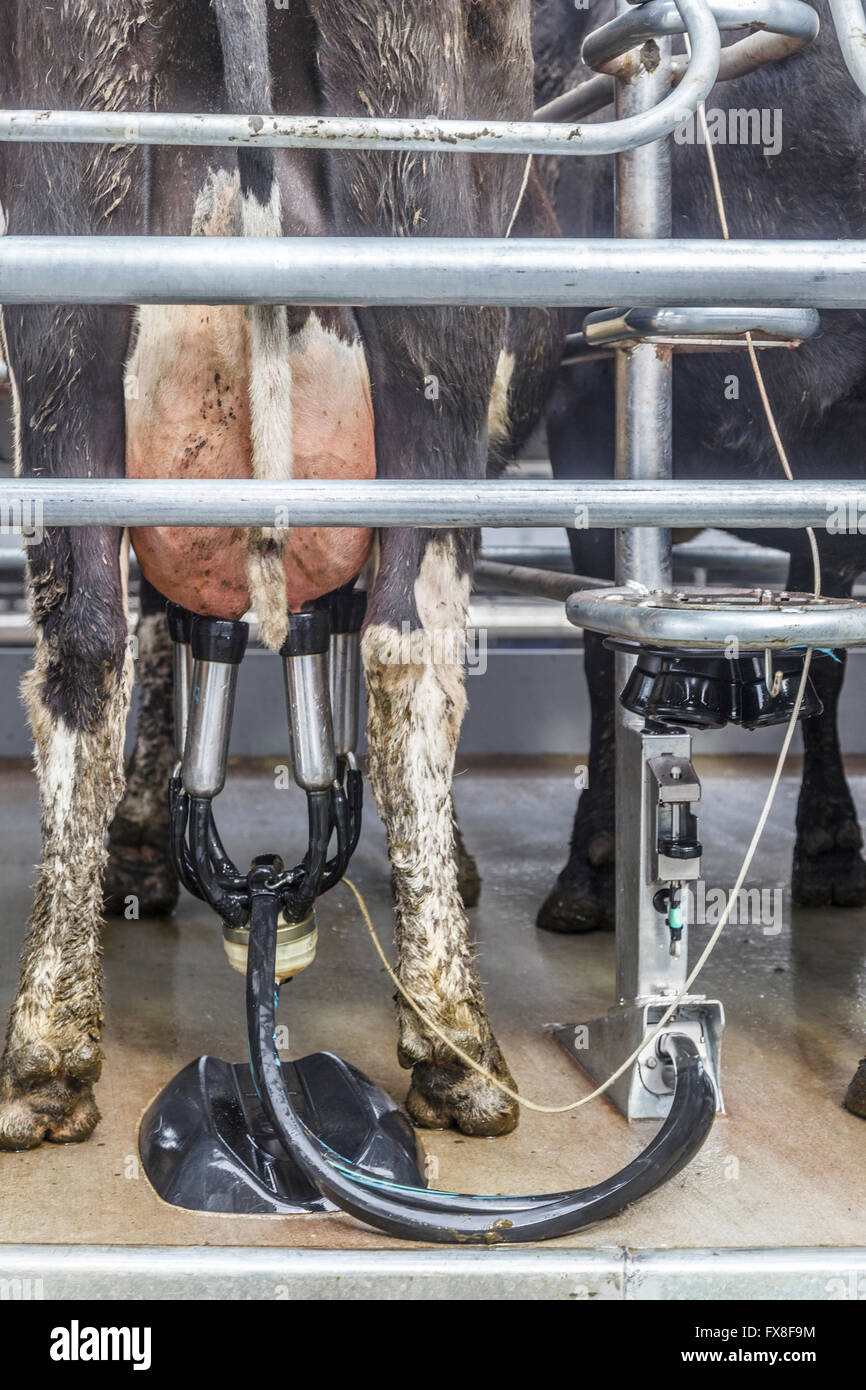 Milking cows on rotary platform in dairy shed, Mid Canterbury,New Zealand Stock Photo